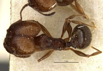 Media type: image;   Entomology 20721 Aspect: habitus dorsal view